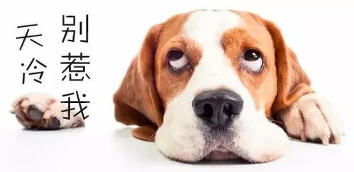 注射狂犬疫苗不用來(lái)回跑 瀏陽(yáng)中醫(yī) 一站式 服務(wù), 白 黑 接診更省心