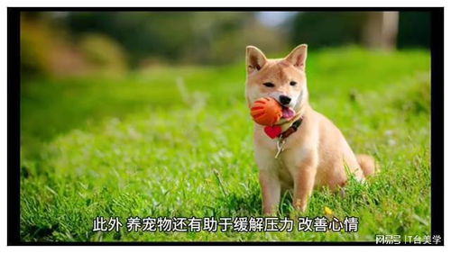 養(yǎng)寵物，悅享生活之美