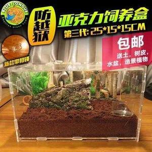 打造溫馨蝸居 寵物蝸牛飼養(yǎng)與蝸窩布置指南