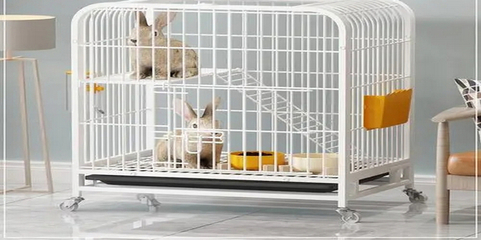 寵物兔飼養(yǎng)全攻略 從新手到專(zhuān)家的溫馨指南