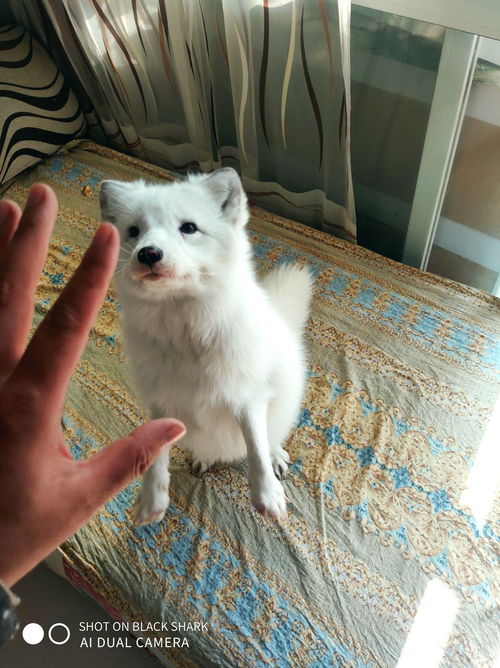 狐貍能被當(dāng)作寵物飼養(yǎng)嗎？一個(gè)復(fù)雜的選擇