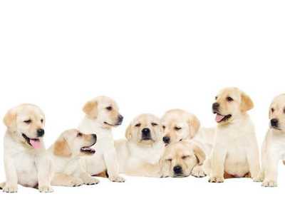 拉布拉多犬 家庭飼養的完美伴侶